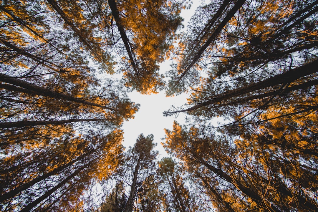 Pine Forest in Autumn