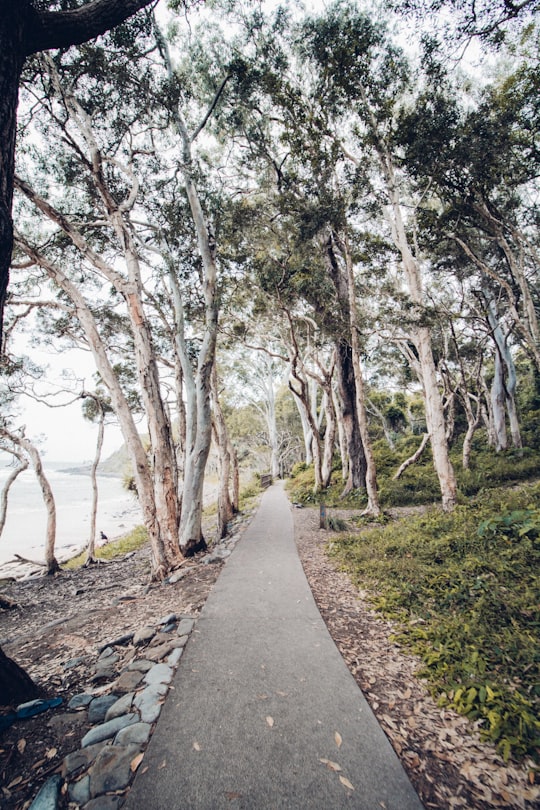 green leafed trees near river in Noosa National Park Australia