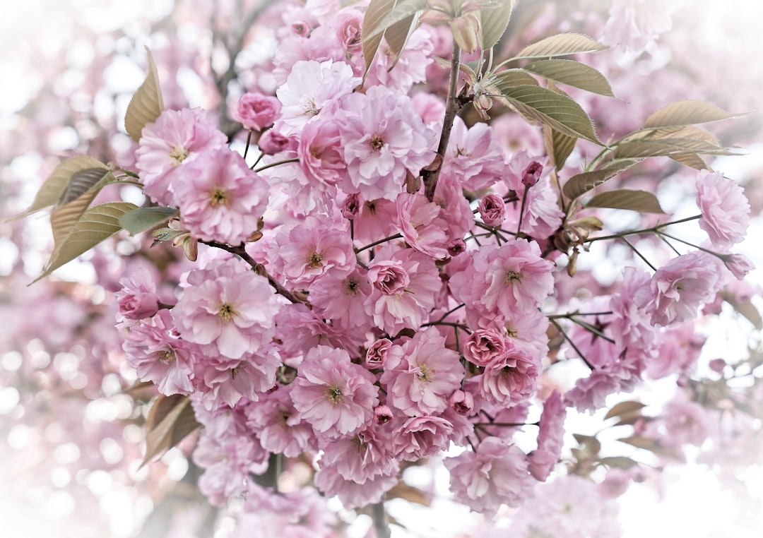 blooming pink cluster flowers