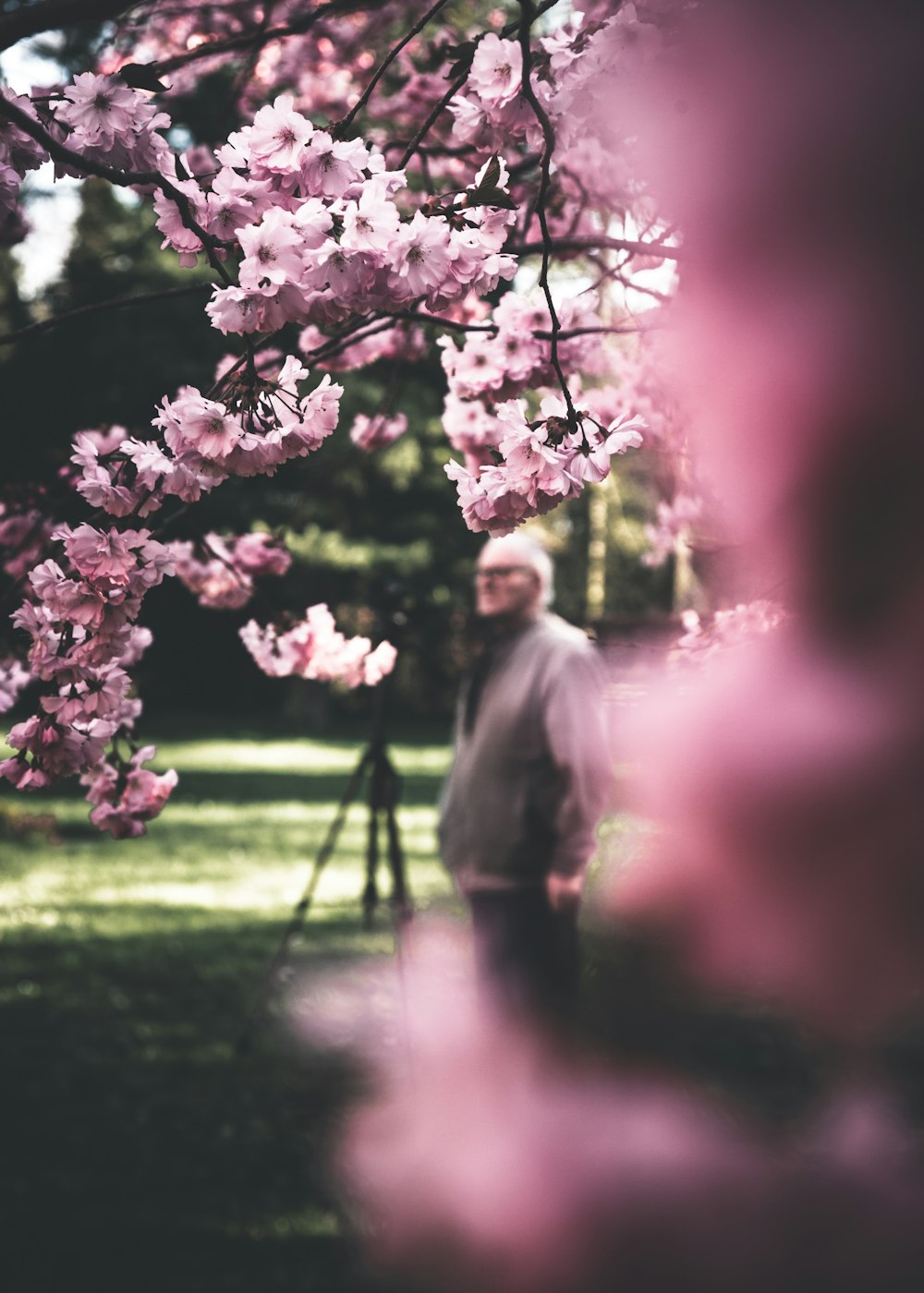 man standing below sakura tree