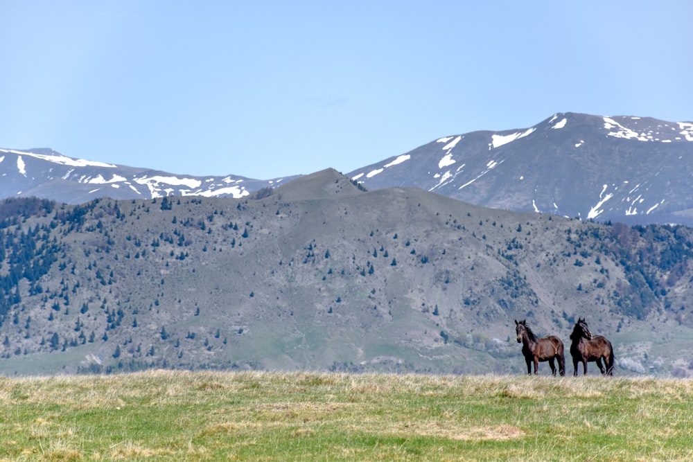 Dos caballos marrones cerca de la montaña durante el día