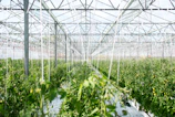 green plants