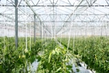 green plants
