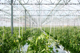 green plants