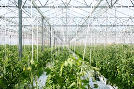 green plants