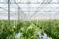 green plants