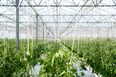 green plants