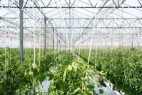 green plants