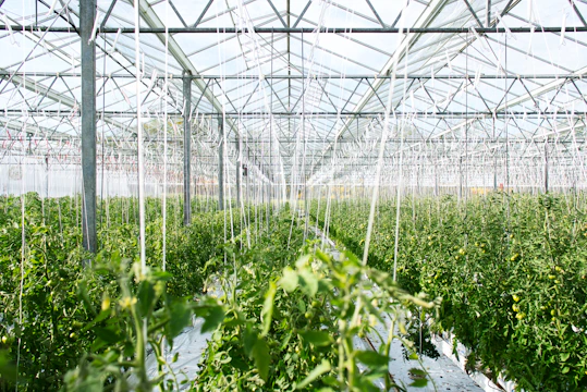 green plants