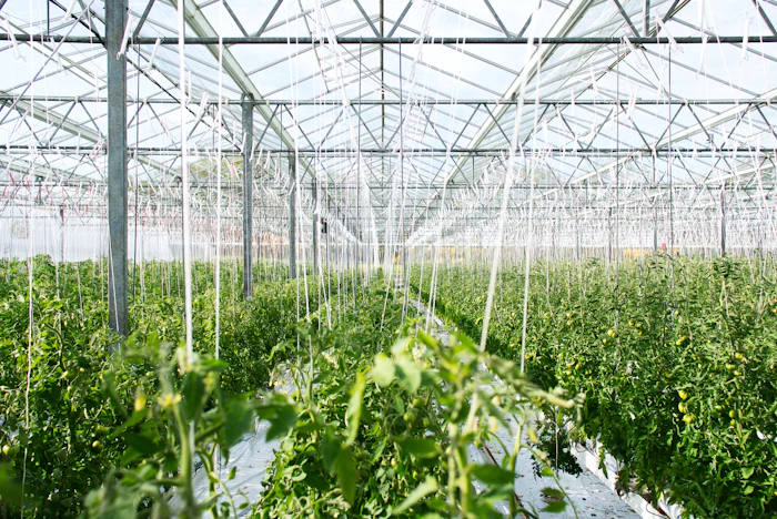 Rows of plants in a greenhouse