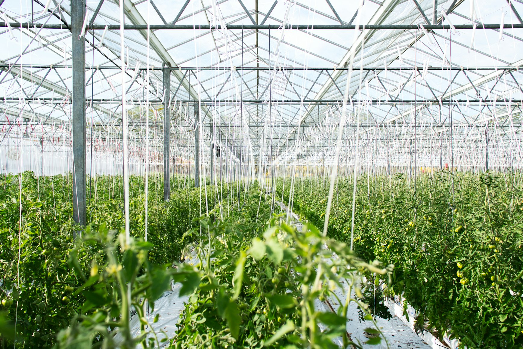 Modern greenhouse with AI technology