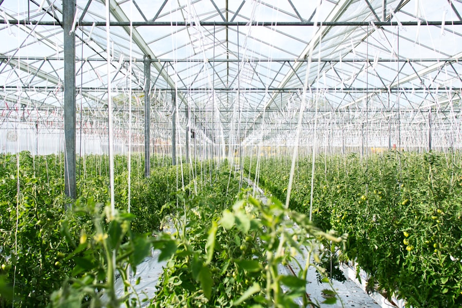 Tomato vines inside a commercial glasshouse