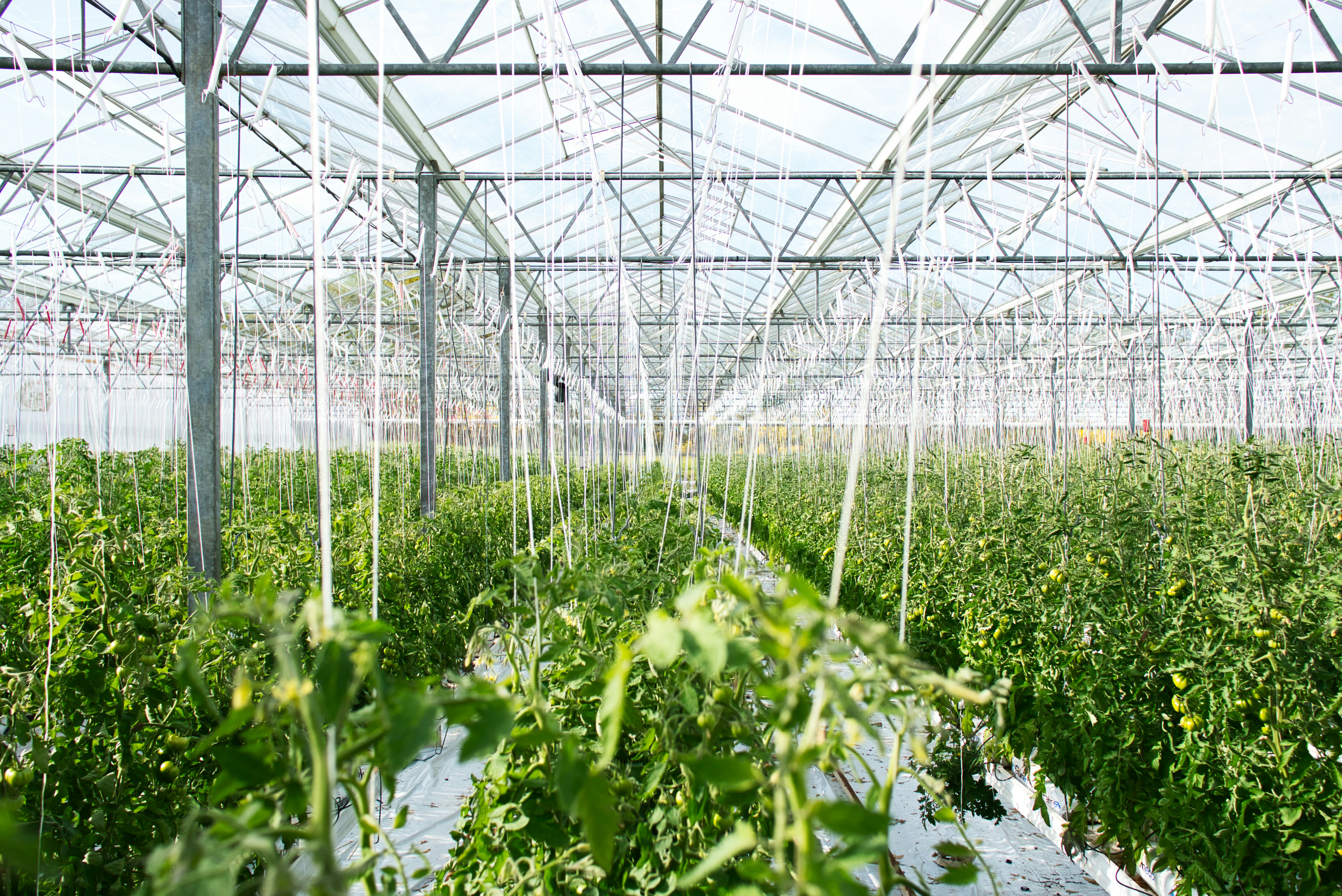 What Are Greenhouse Fabrics Made Of?
