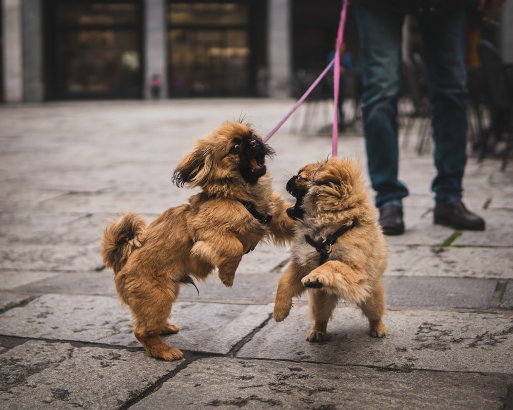 two brown puppies playing on ground