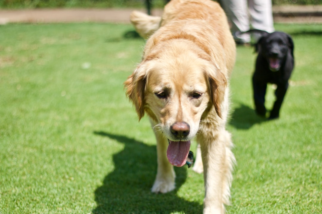 adult golden retriever walking on green grass lawn why dogs pant to cool down
