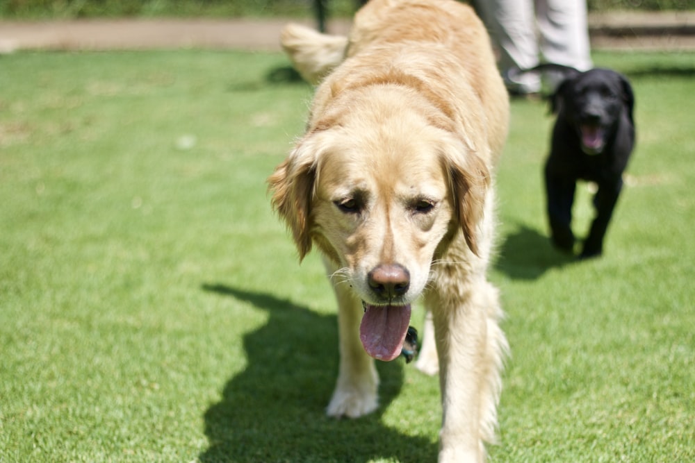 adult golden retriever walking on green grass lawn