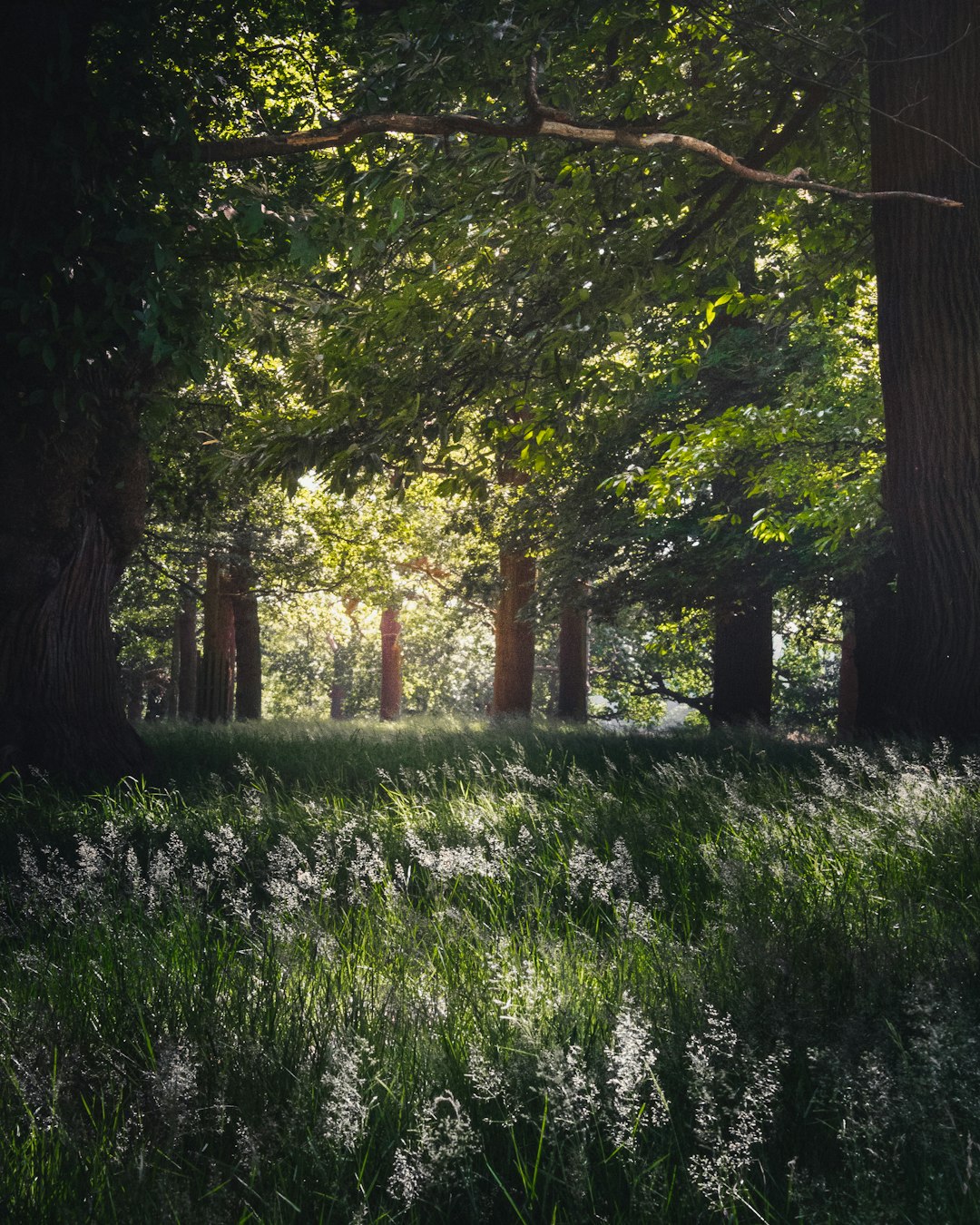 Forest photo spot Richmond Park Bicester