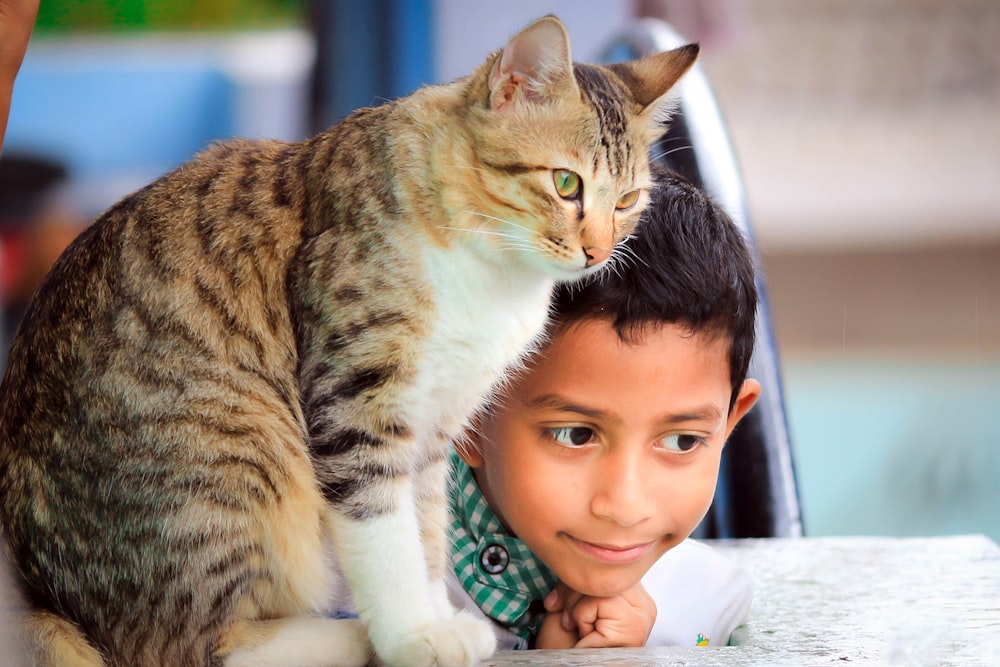close up photography of boy laying beside cat on table