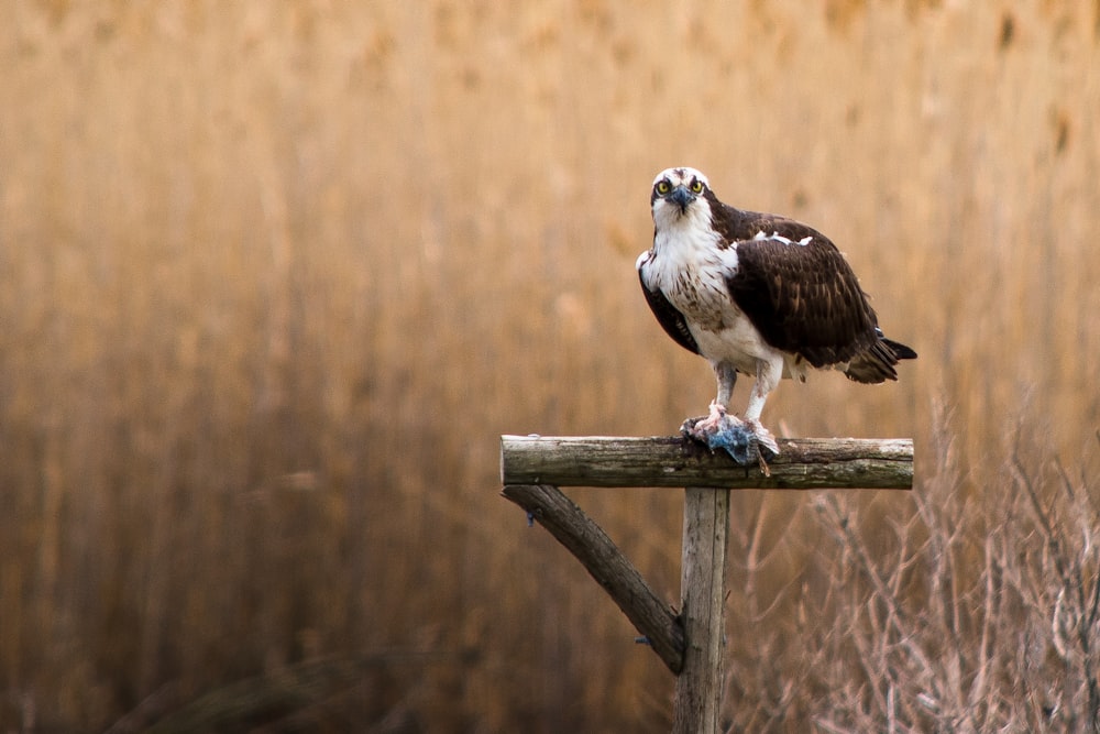 selective focus photography of black and white falcon on wooden post