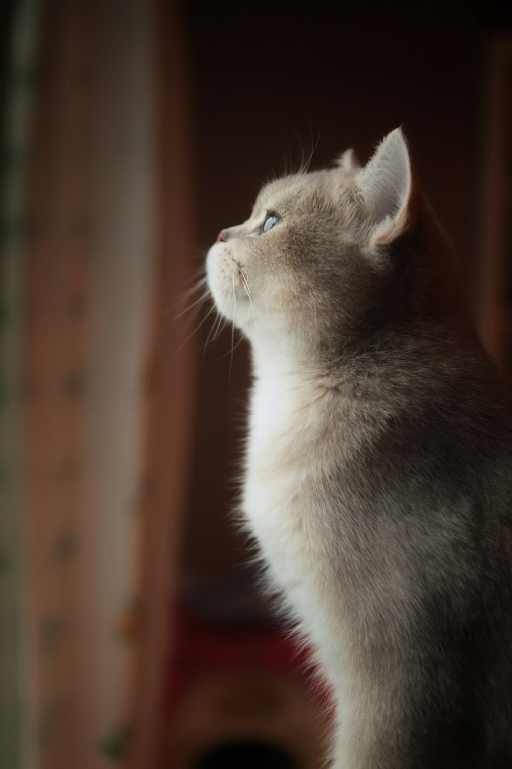 fotografia de foco seletivo de gato cinza