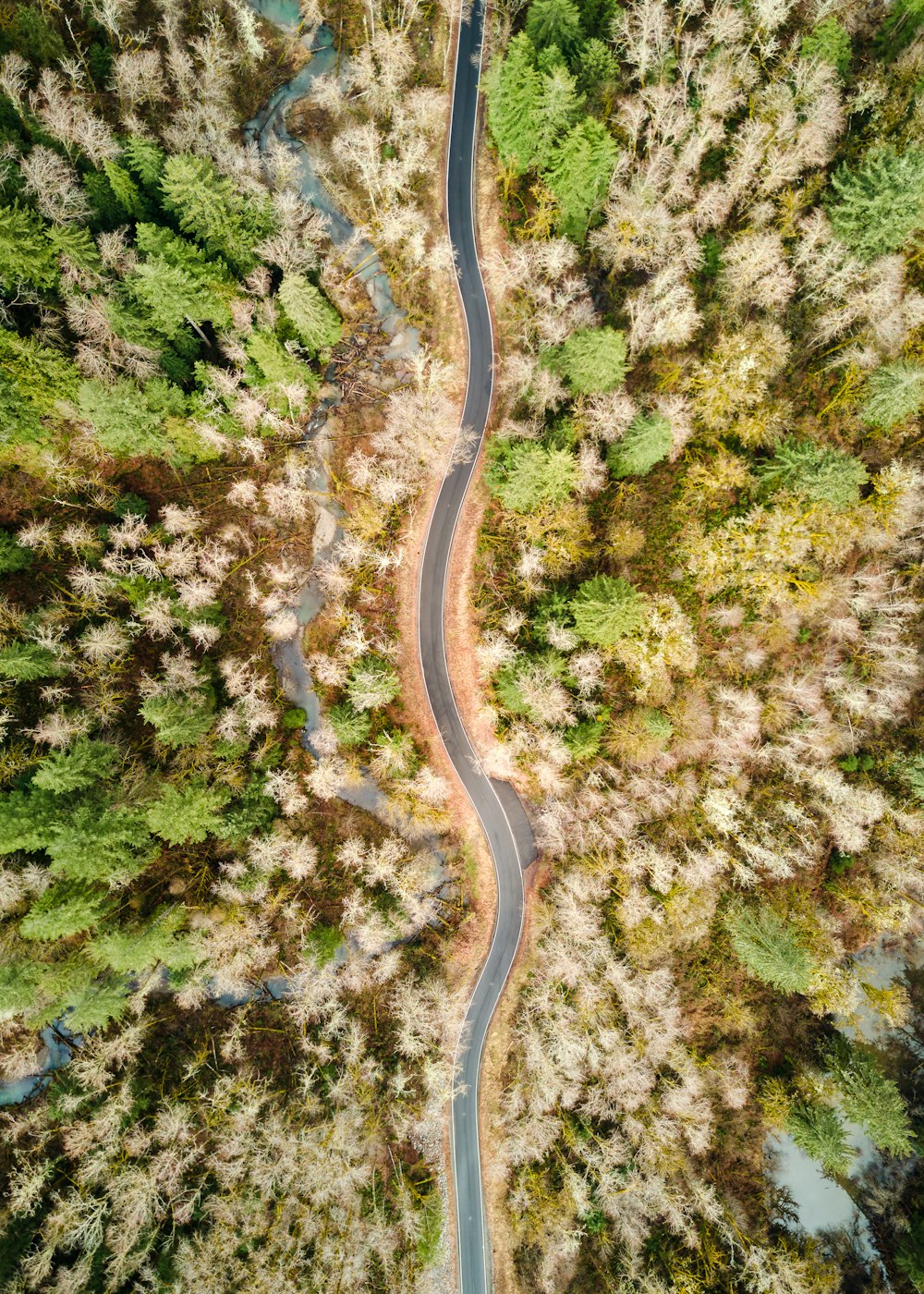 aerial view of road between trees