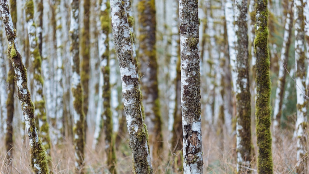 Fotografia de foco raso de troncos de árvores marrons