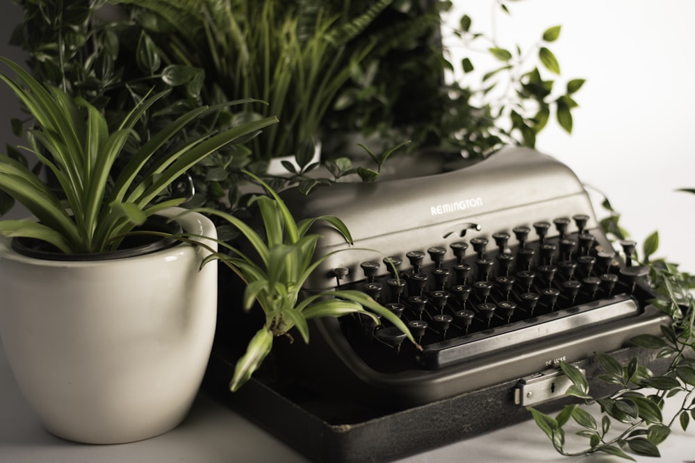 macchina da scrivere d'argento circondata da una pianta a foglia verde