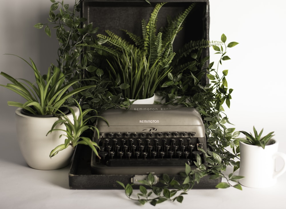 Maceta de máquina de escribir gris y negra con plantas de hojas verdes