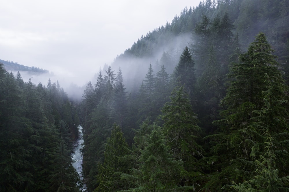 Photographie aérienne d’une rivière entre les pins menant à la montagne pendant la journée