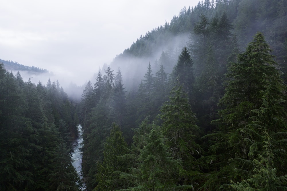 aerial photography of river between pine trees leading to mountain during daytime