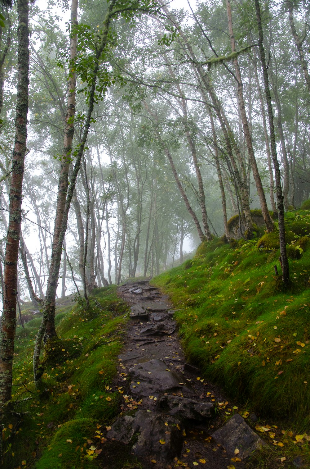 forest covered in white fog