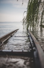 green plants touching body of water