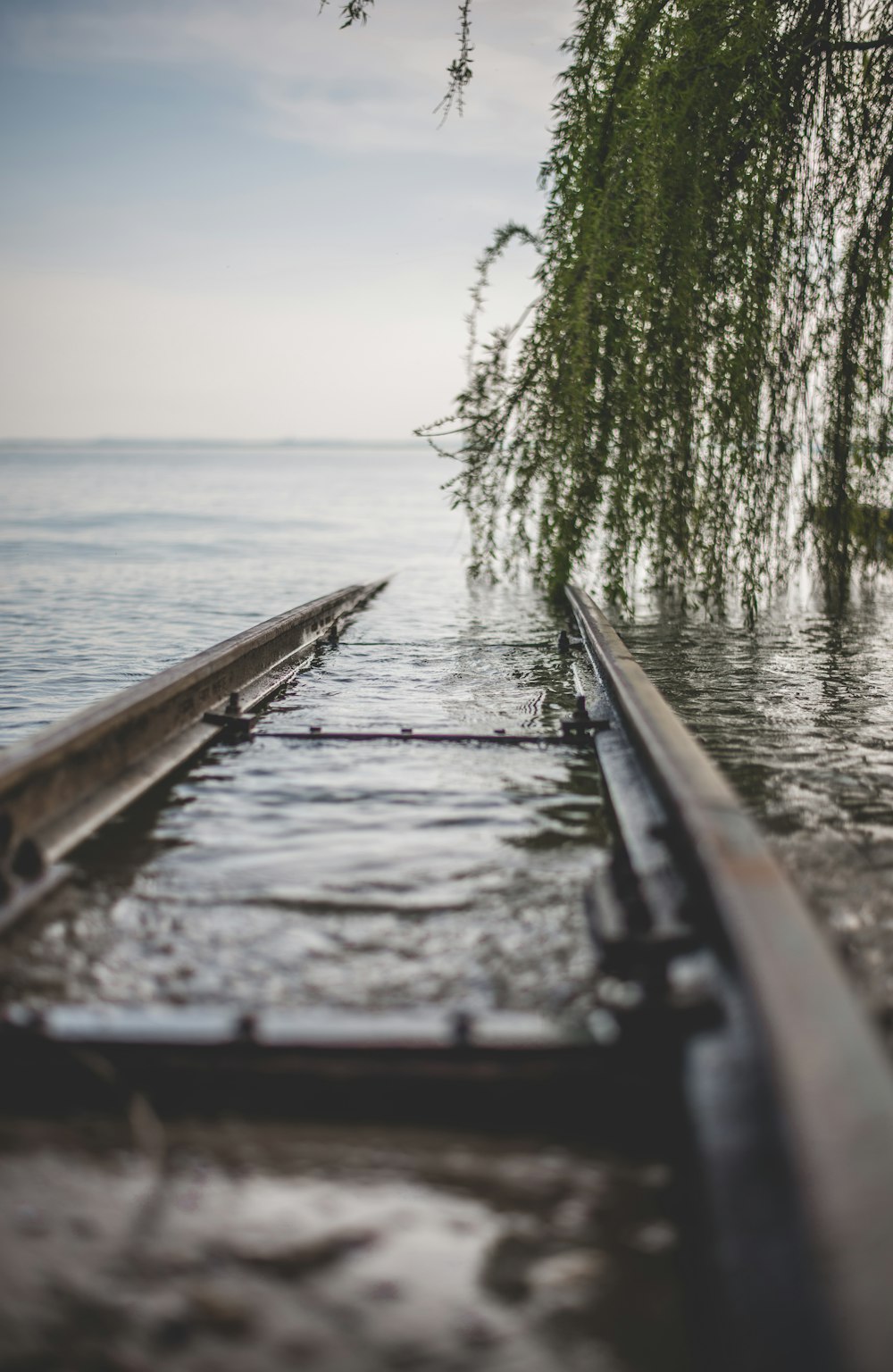 green plants touching body of water