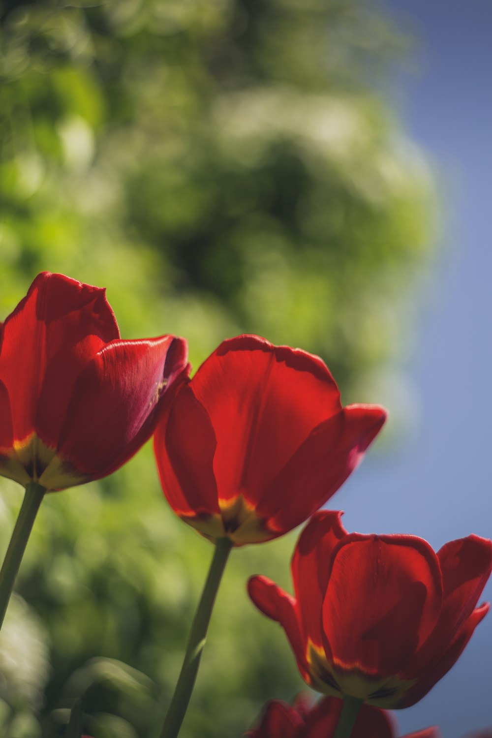 red flowers