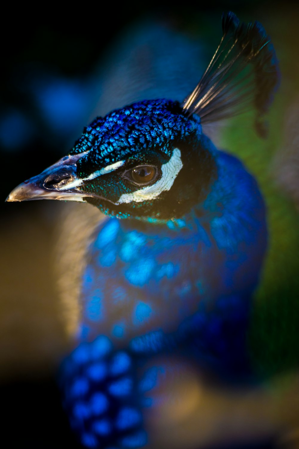 closeup photography of blue, green, and yellow peafowl
