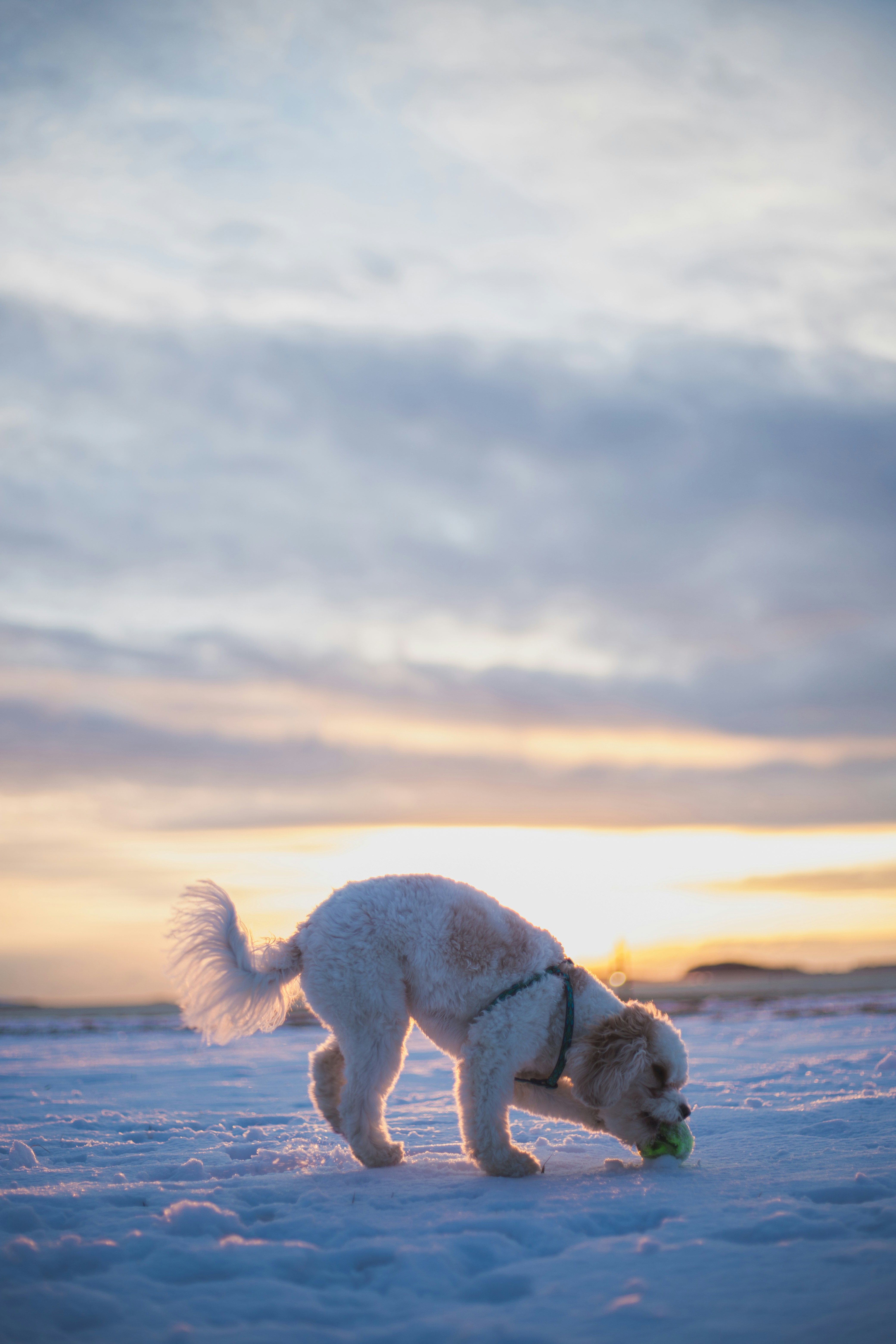 SUNRISE DOG