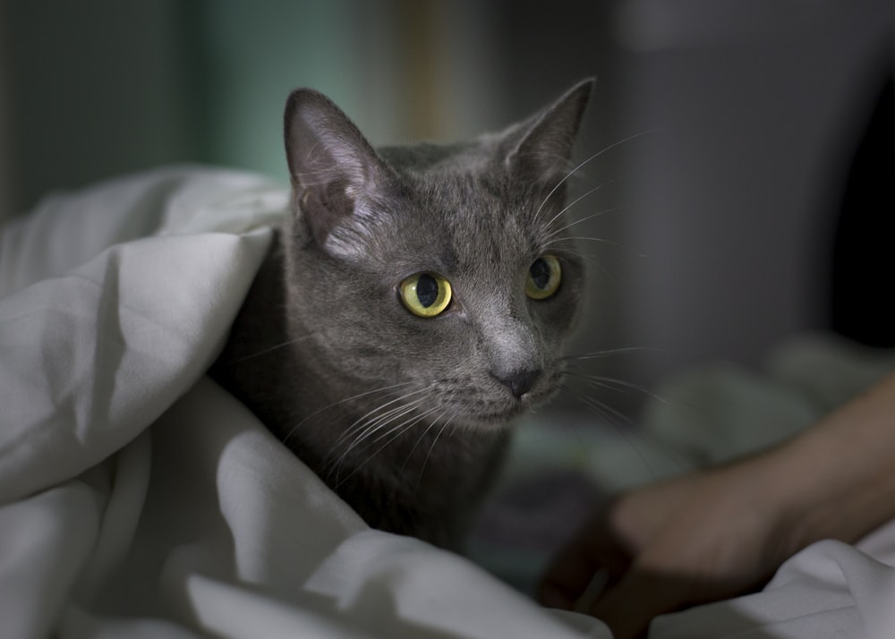 Russian blue cat