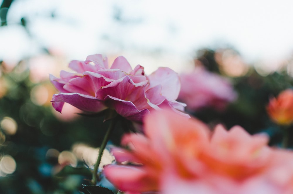 Fotografia a fuoco selettiva di fiori dai petali rosa e bianchi che sbocciano durante il giorno