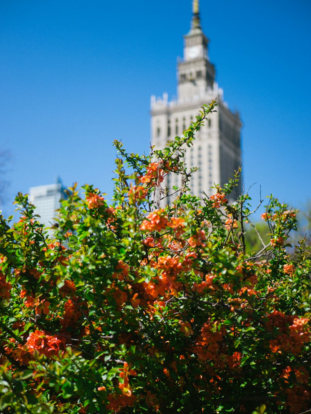 orange flowers with green leaves during daytime