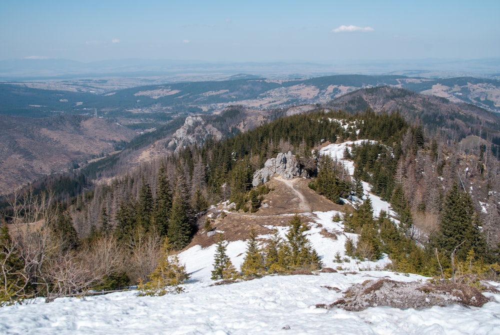 photography of trees between mountain under white sky