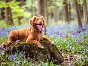 chocolate brown Labrador retriever lying on moss covered rock in woods