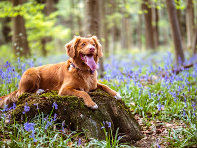 Guia para Cães