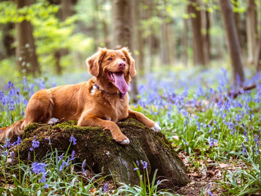 chocolate brown Labrador retriever lying on moss covered rock in woods