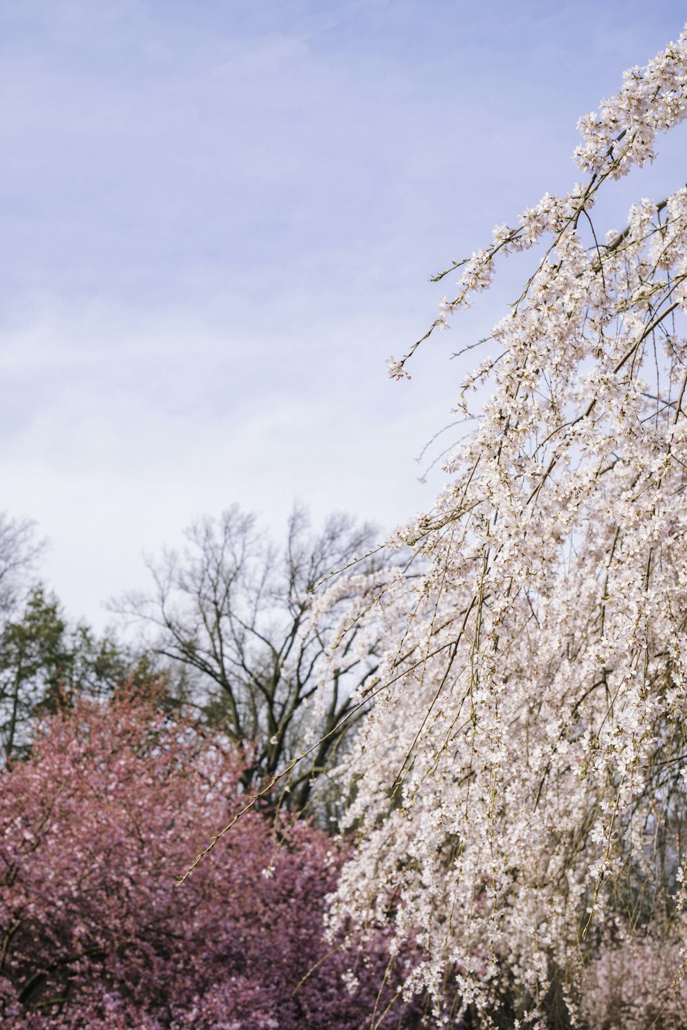 white and pink petaled flowers during daytime