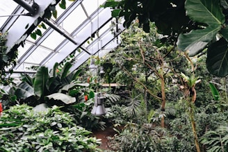 A vibrant display of exotic plants in a sunny indoor setting.