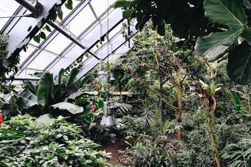A vibrant indoor garden showcasing various dwarf fruit trees.