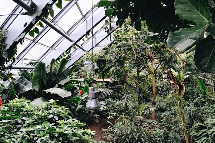A vibrant display of exotic plants in a sunny indoor setting.