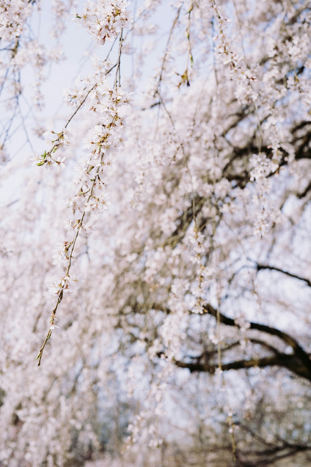 cherry blossom trees