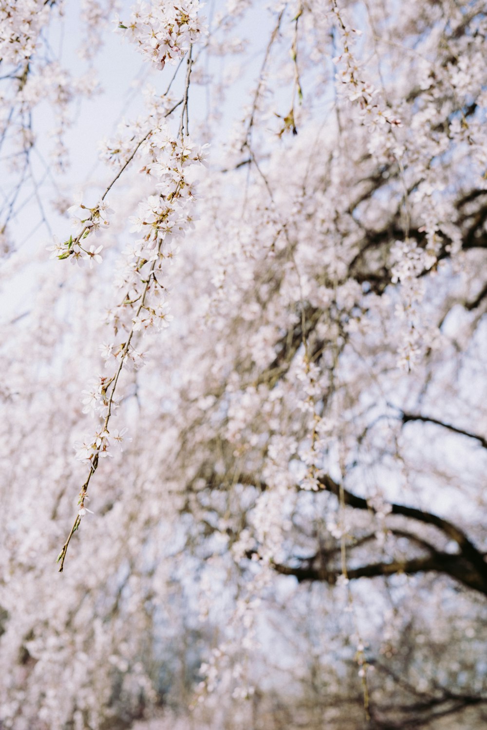 cerisiers en fleurs