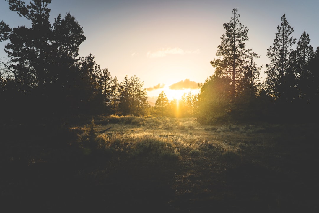 golden hour photography of woods